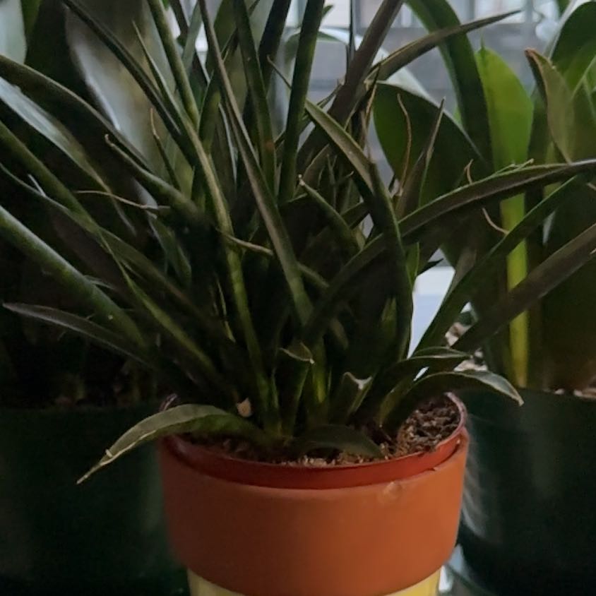 Photo of the plant species Dracaena 'Fernwood' by @OodlesChosmo named Gregarious on Greg, the plant care app