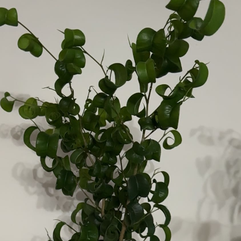 Photo of the plant species Ficus Barok by @OodlesChosmo named da Vinci on Greg, the plant care app