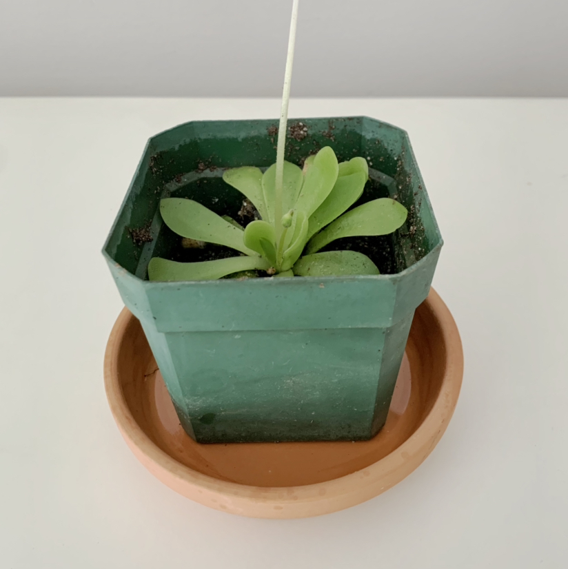 Pinguicula moranensis