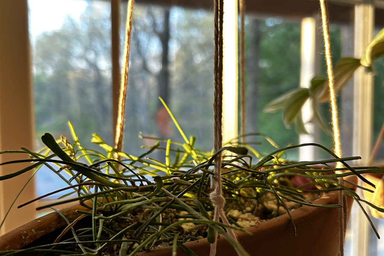 Hanging pot with a healthy Grass-leaved Hoya plant, green leaves, blurred background.