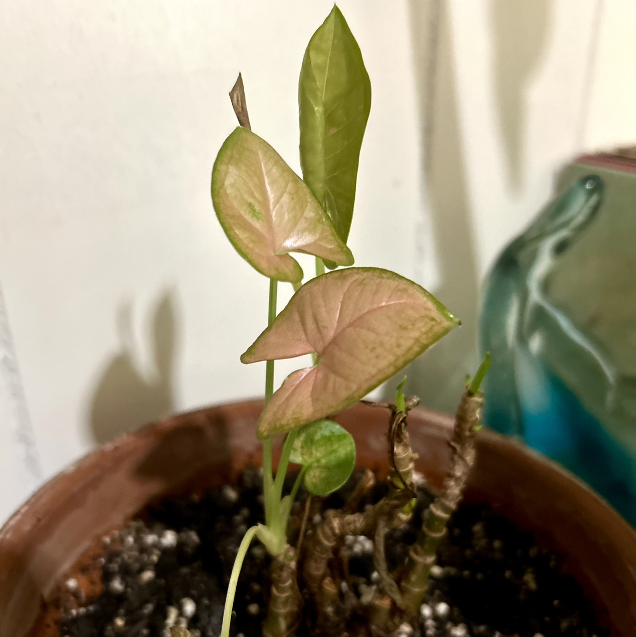 Pink Splash Arrowhead Vine in a pot with visible soil and pinkish leaves.