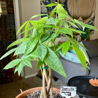 Money Tree plant in Alpharetta, Georgia