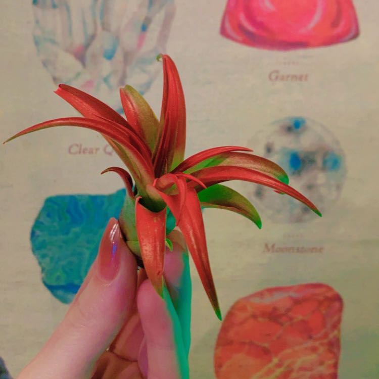 Tillandsia harrisii plant held by a hand with colorful gemstone images in the background.