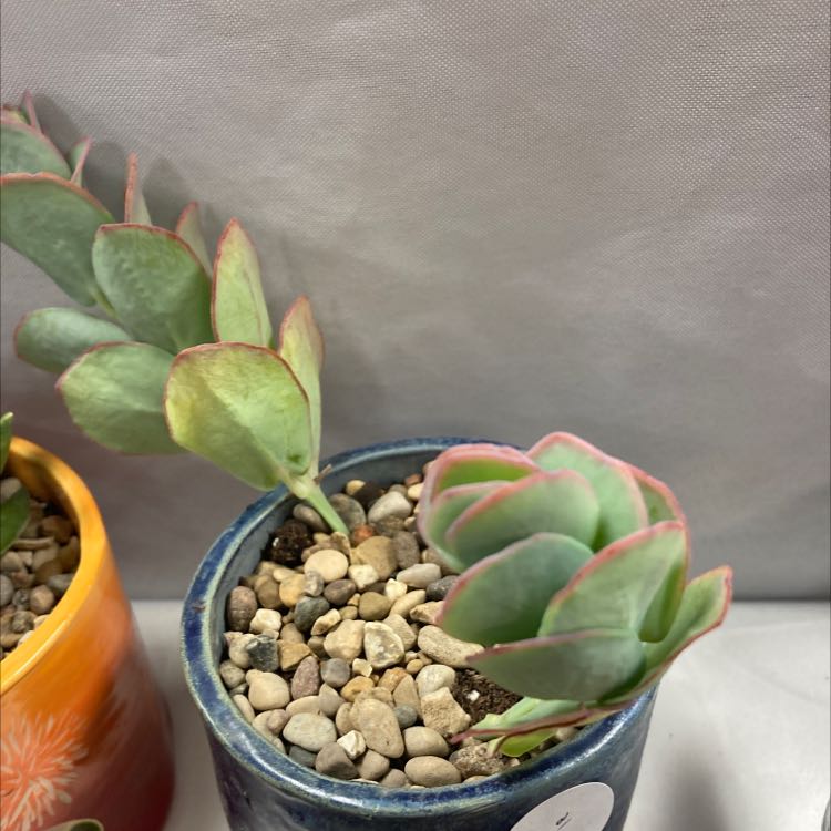 Pig's Ear succulent in a blue pot with pebbles on the soil surface.