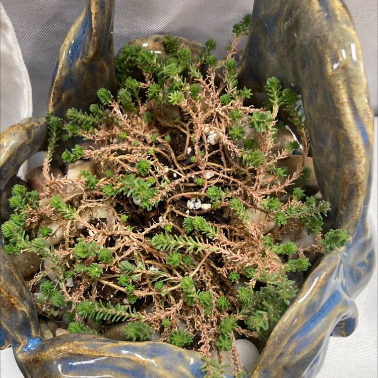 Tasteless Stonecrop plant in a decorative pot with some brown, dried stems.