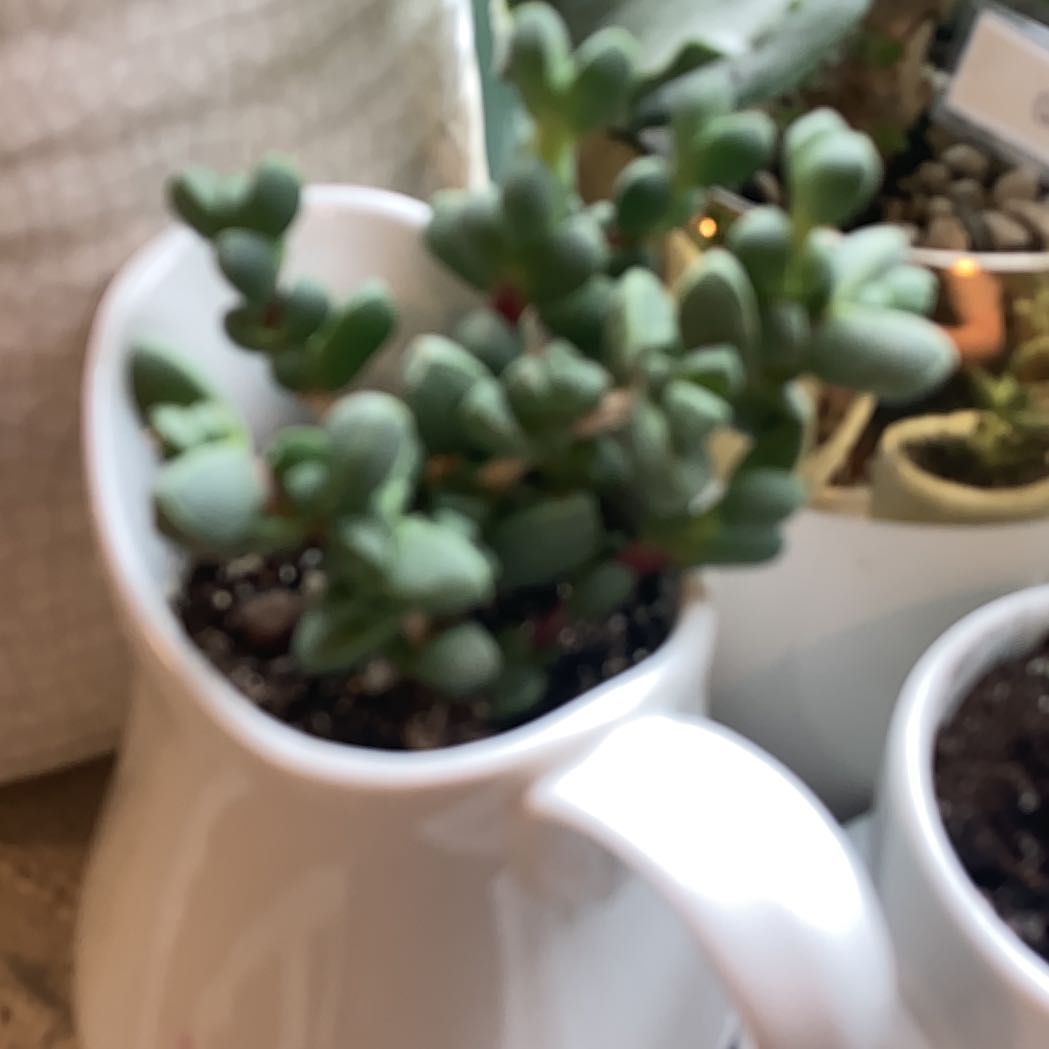 Photo of the plant species Gibbaeum dispar mesembs by @NativeAsianrice named Aristotle on Greg, the plant care app