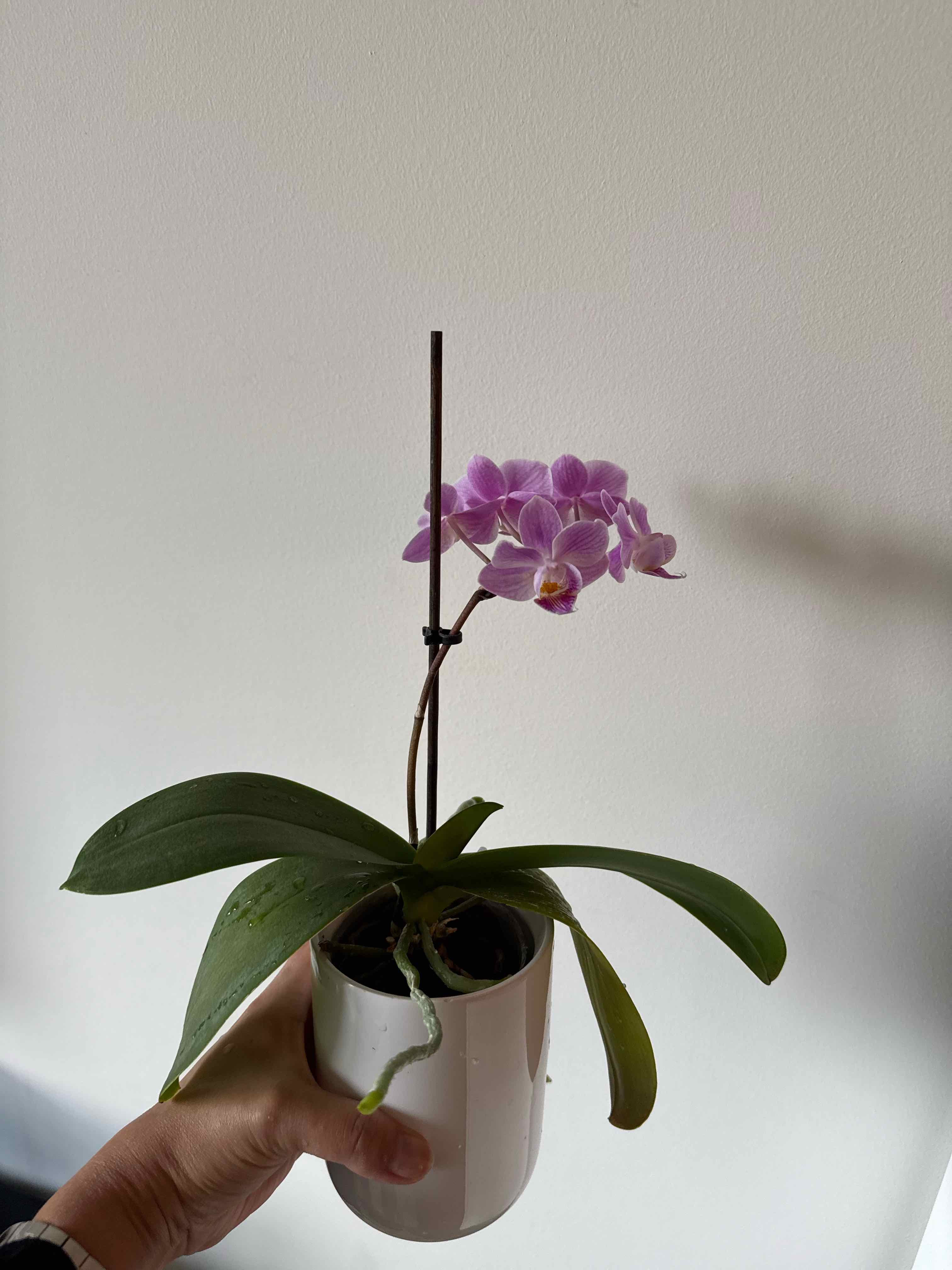 Photo of the plant species Red Pea by @GodlyGuasca named Melanie on Greg, the plant care app