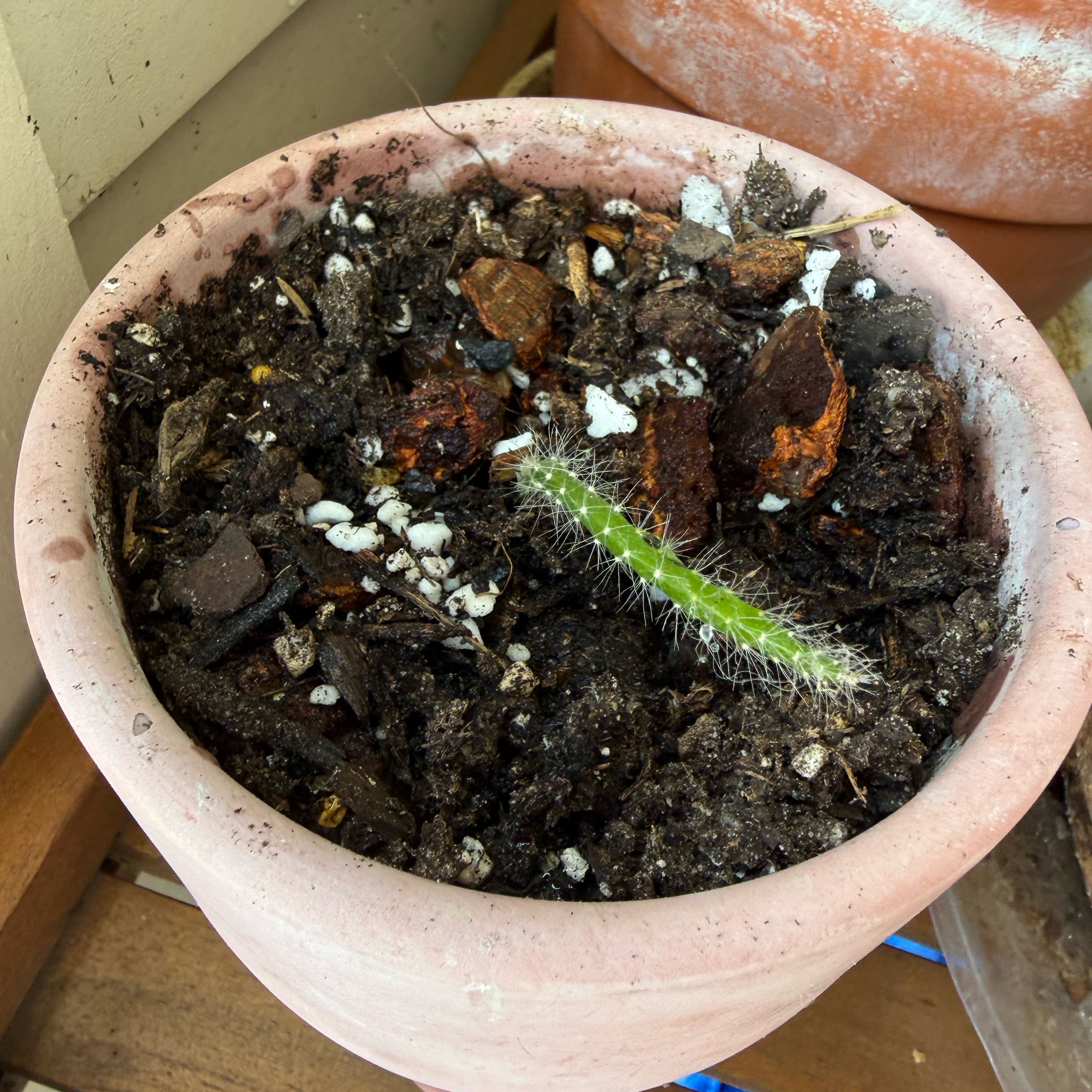 Photo of the plant species Ric Rac Cactus by @ChampPukatea named Fric Frac on Greg, the plant care app
