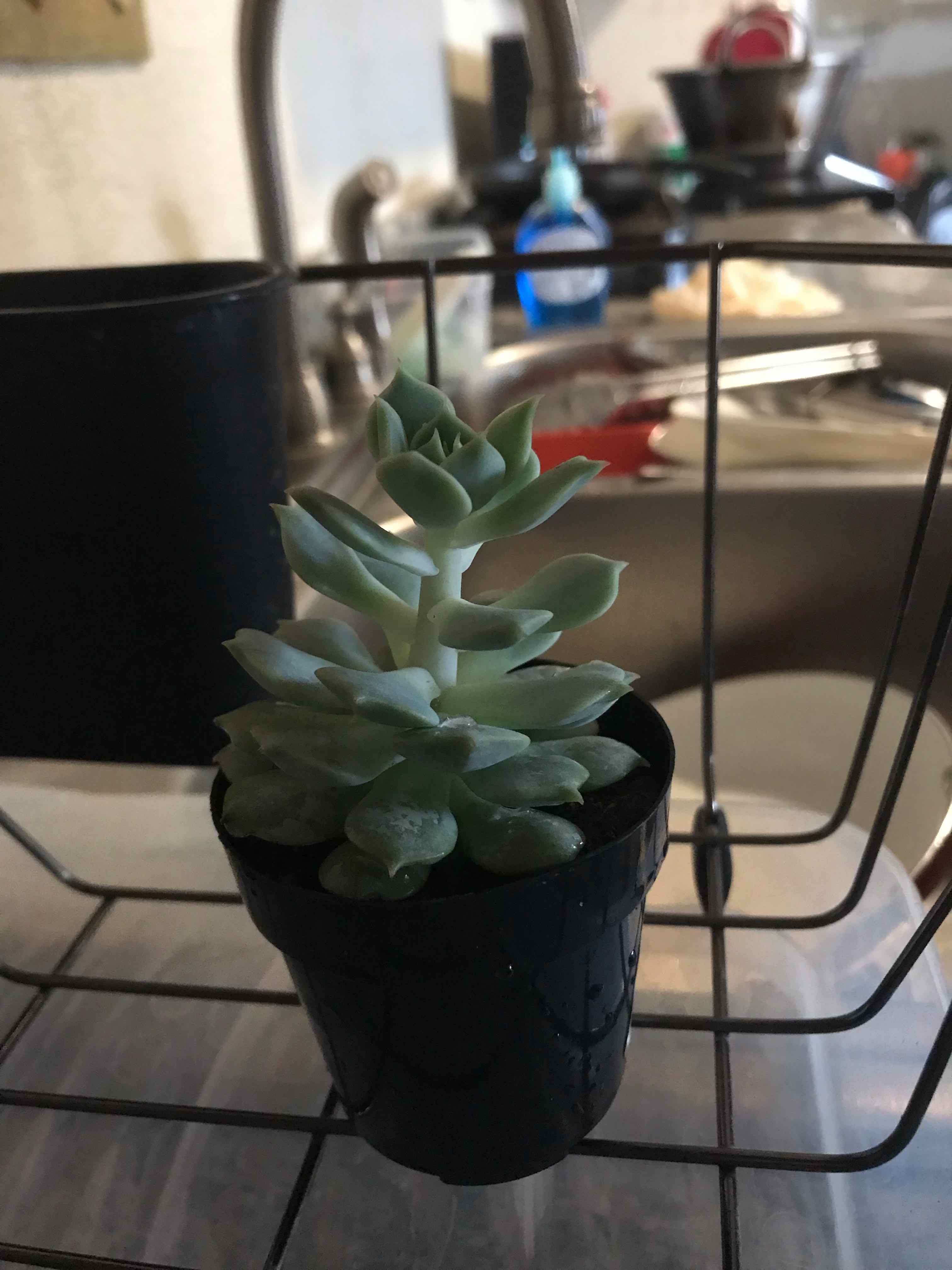 Potted Echeveria 'Seraphina' succulent on a wire rack in a kitchen setting.