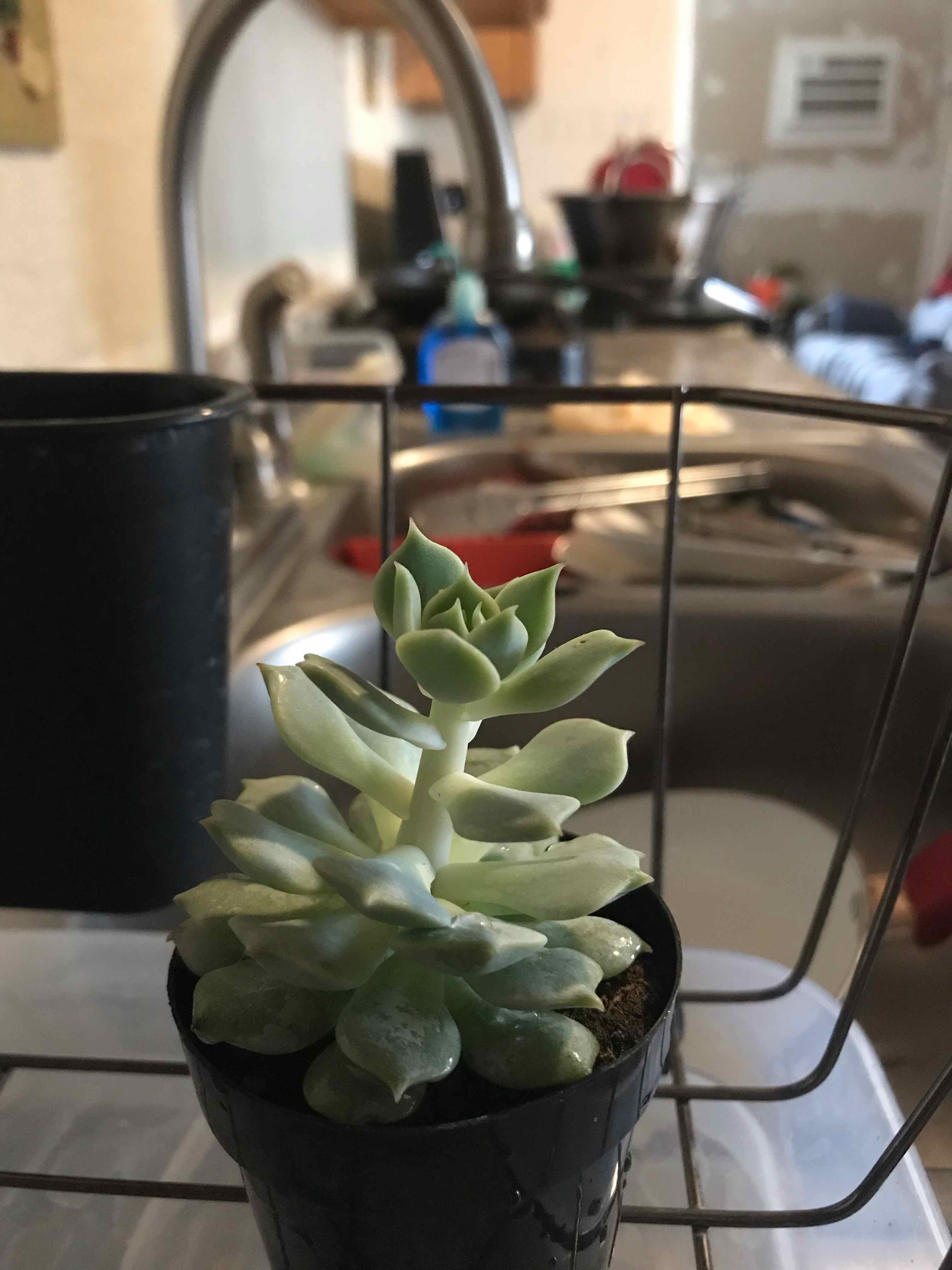 Echeveria 'Seraphina' plant in a black pot, placed in a kitchen setting.