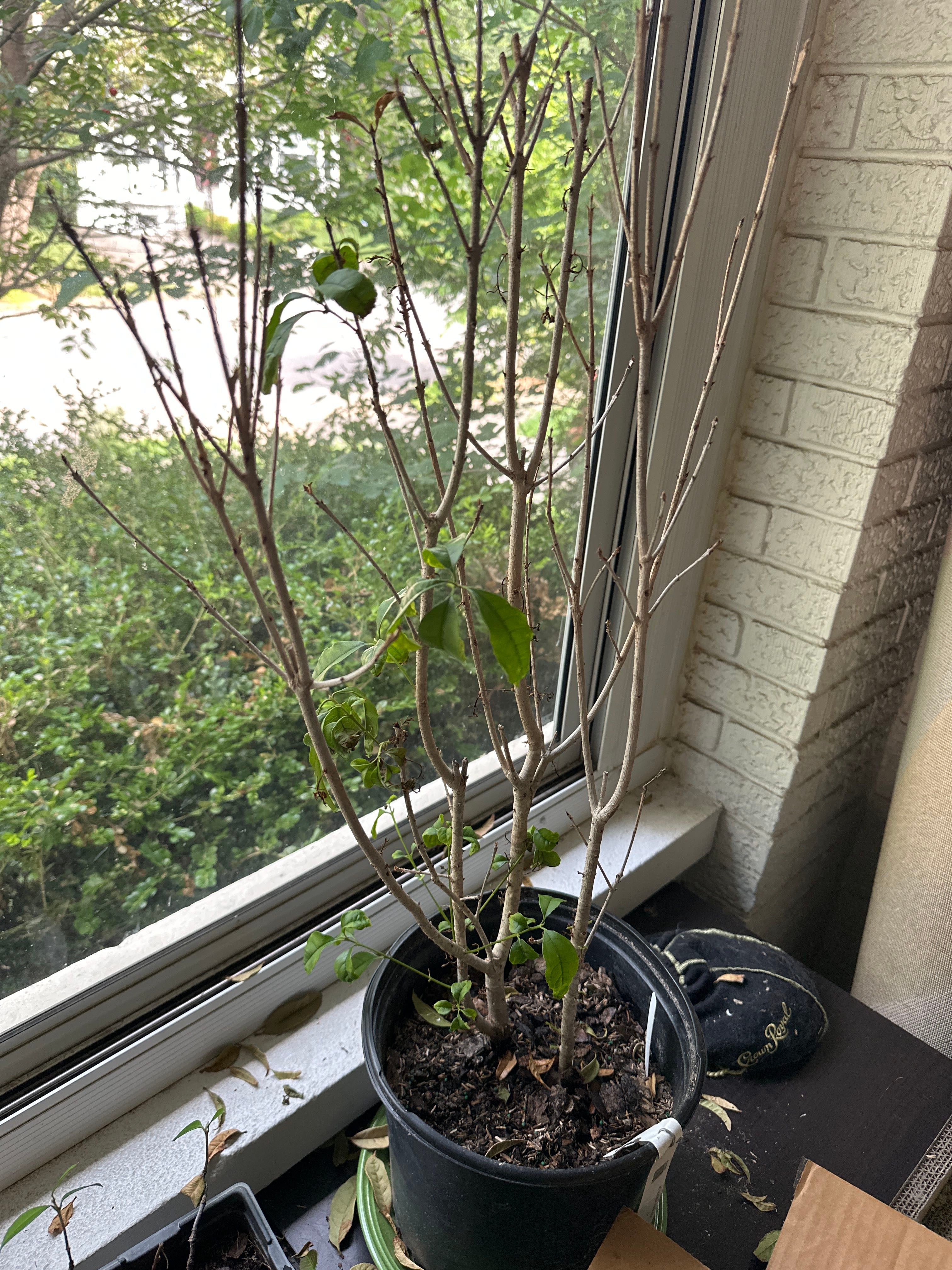 Golden Osmanthus Is CatSafe 🐱