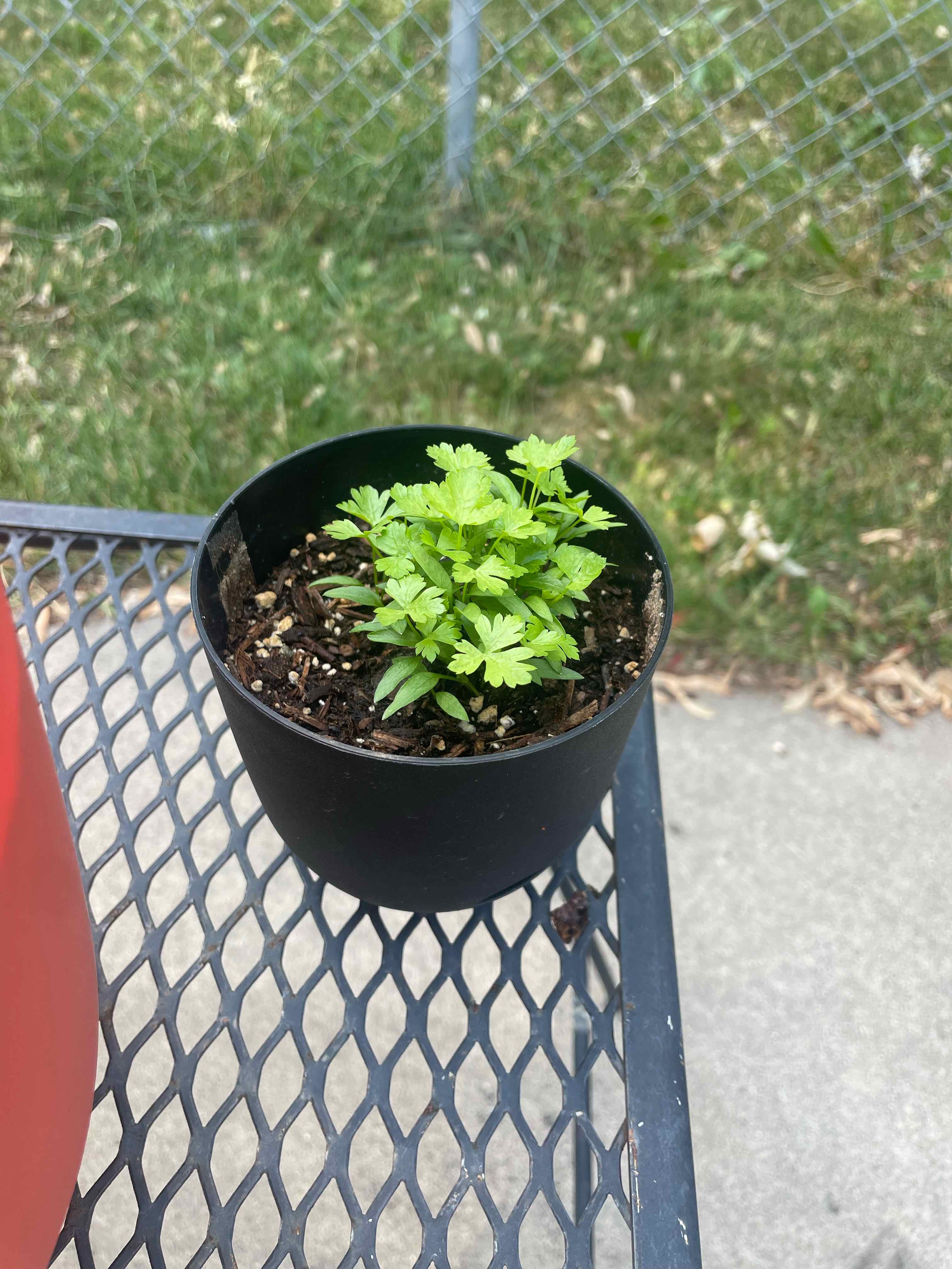 A healthy Parsley Fern plant in a small black pot on a metal table.
