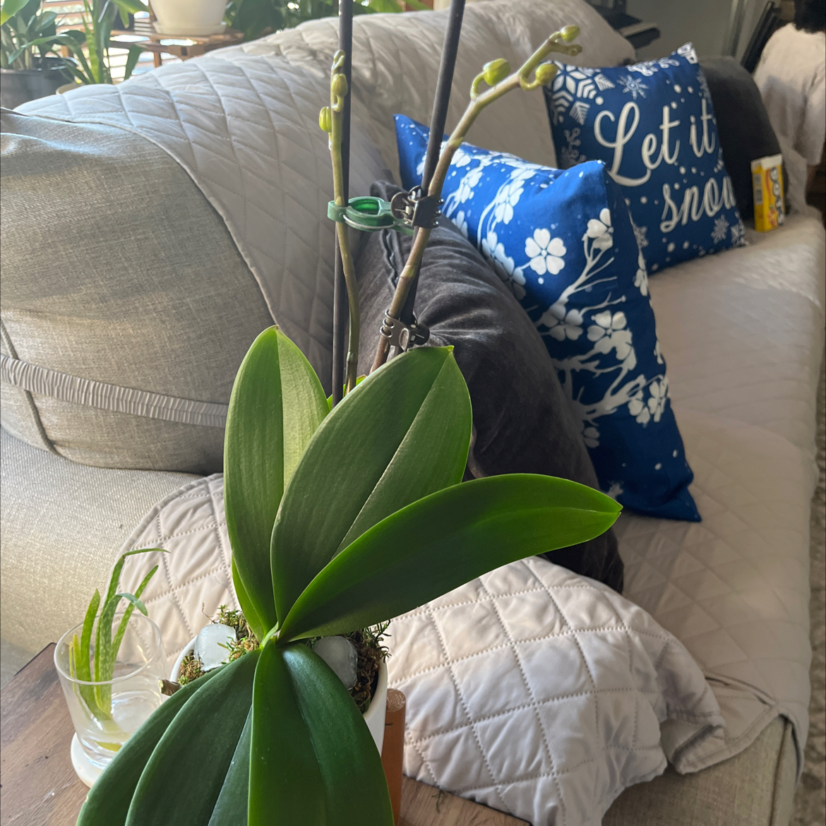 Aphrodite's Phalaenopsis plant with green leaves and emerging buds in a pot on a table.