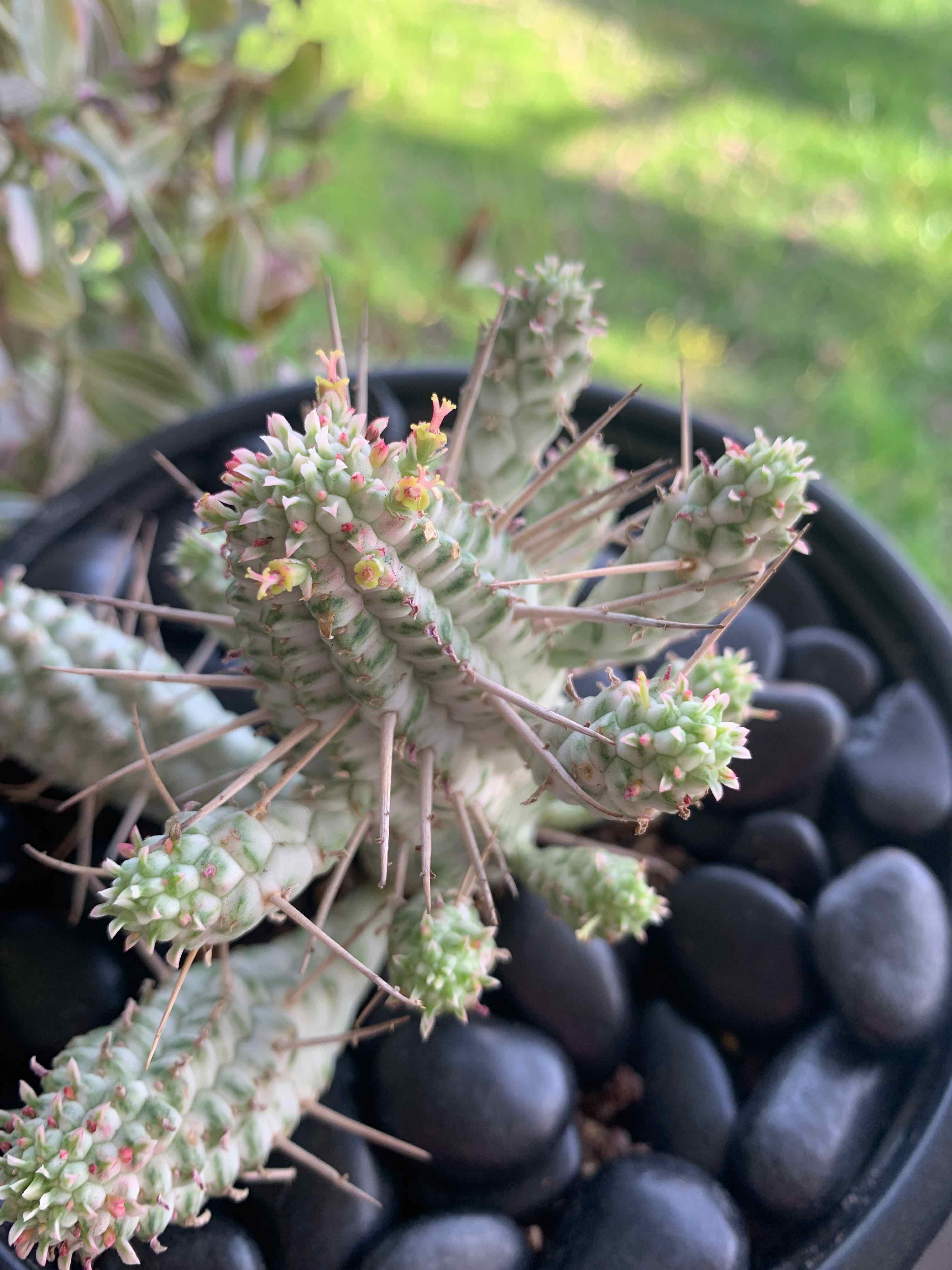 Variegated Corncob Cactus in a pot with black stones, showing small flowers.
