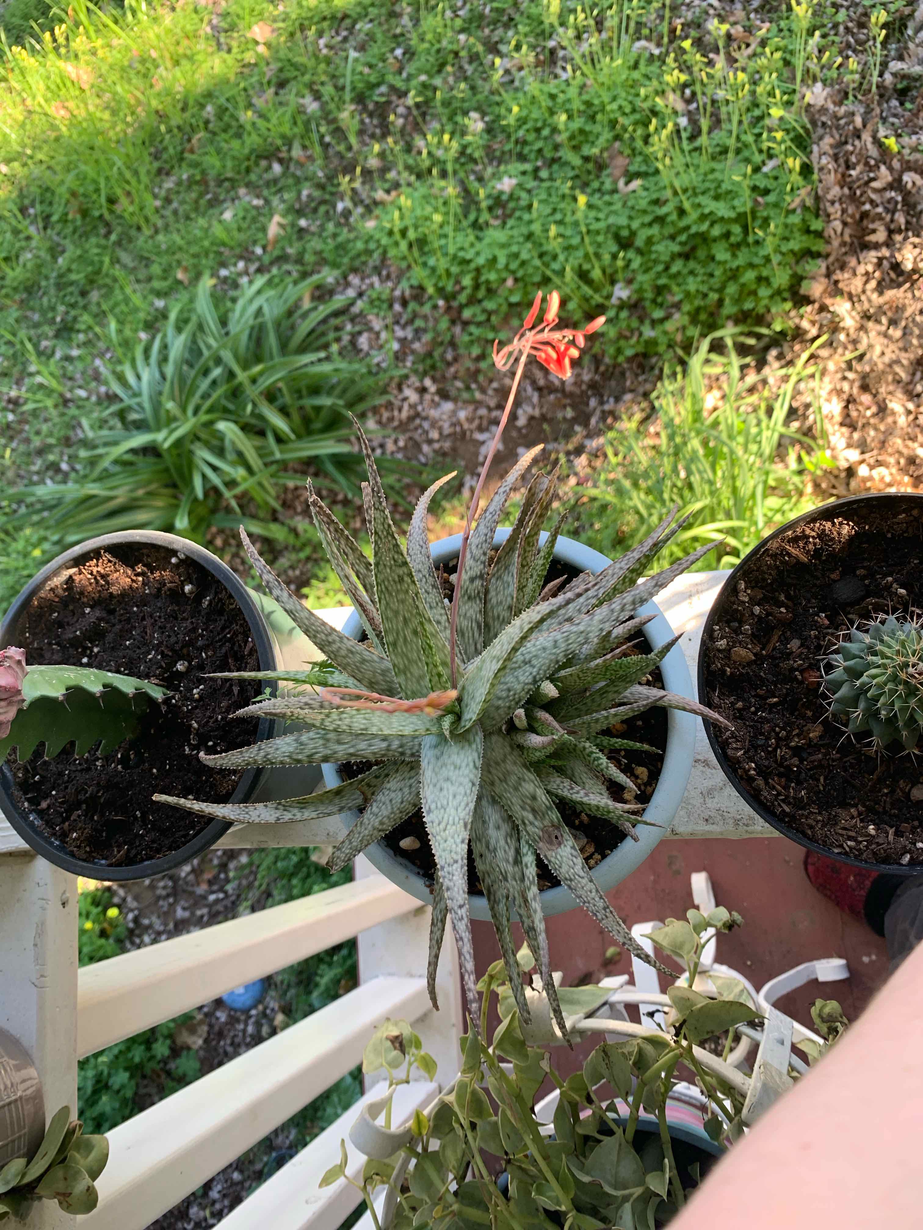 Pink Blush Aloe plant in a pot with red flowers, placed outdoors.
