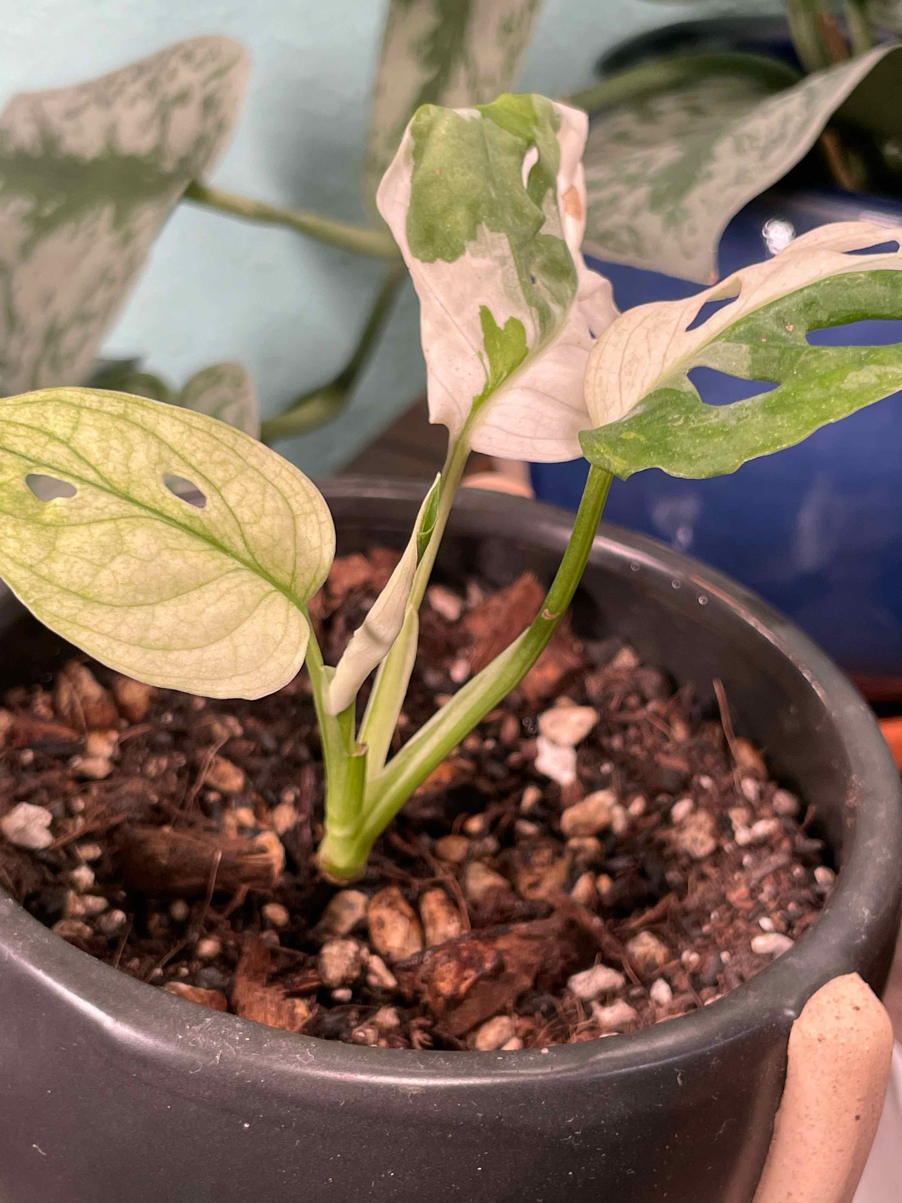 Plant care for Awayuki Ghost Plant on Greg, the plant care app