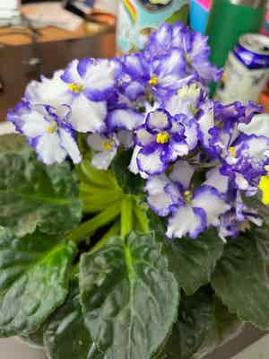 African Violet plant photo by @Ehlane named Aristotle on Greg, the plant care app.