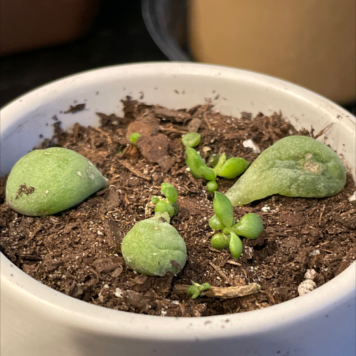 Potted Cliff Cotyledon plant with green leaves and visible soil.
