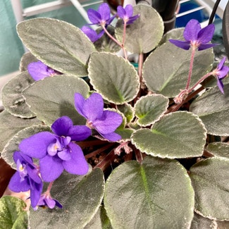Kenyan Violet plant in Austin, Texas