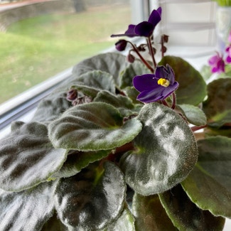 African Violet plant in Austin, Texas