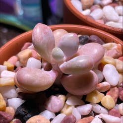 Pink Moonstones plant