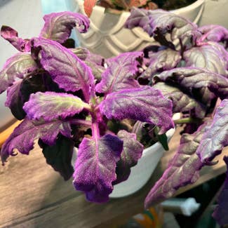 Purple Velvet Plant plant in Austin, Texas