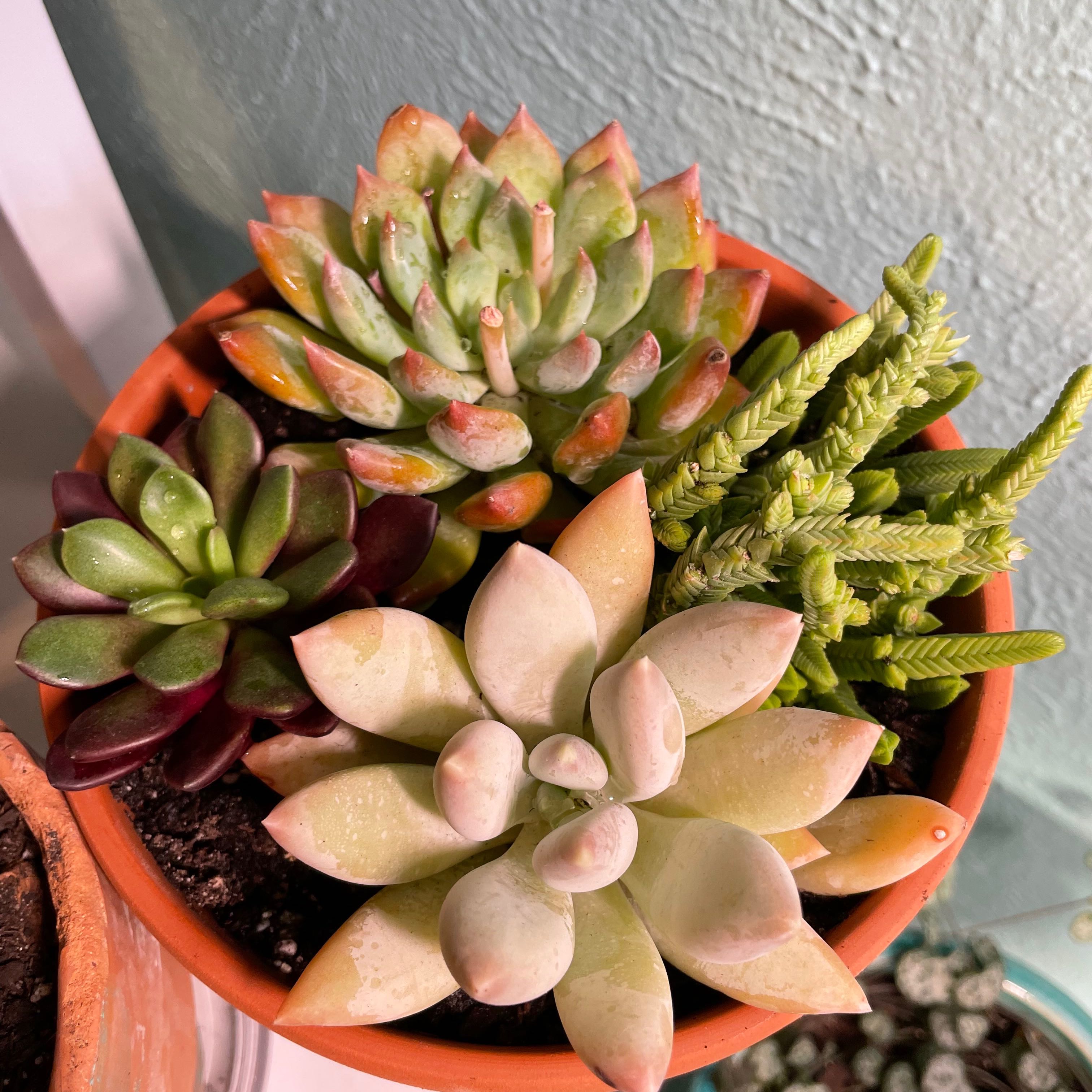 A pot with multiple healthy succulents, including Echeveria 'Dark Moon'.