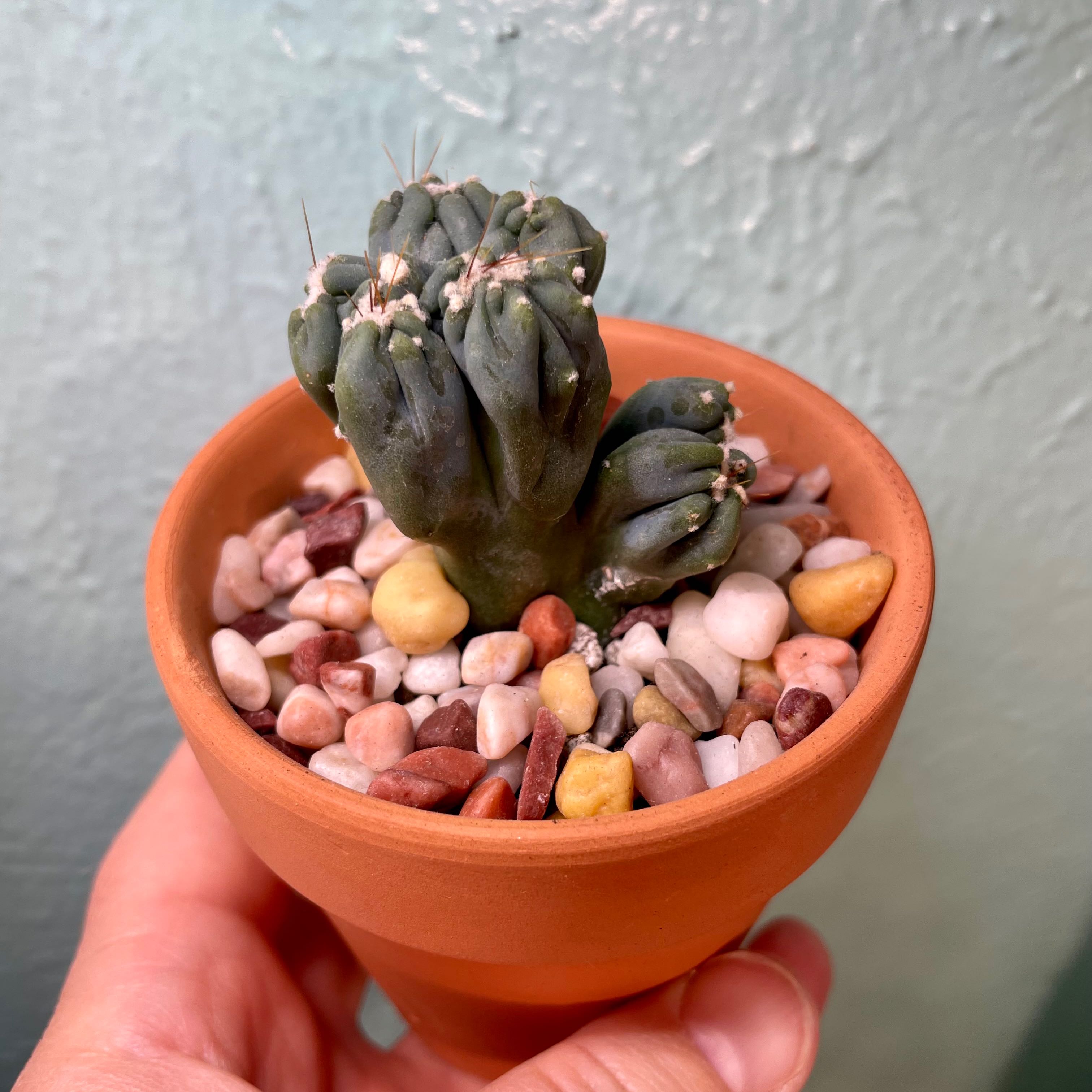 Crested Blue Flame succulent in a small pot with decorative pebbles, held by a hand.