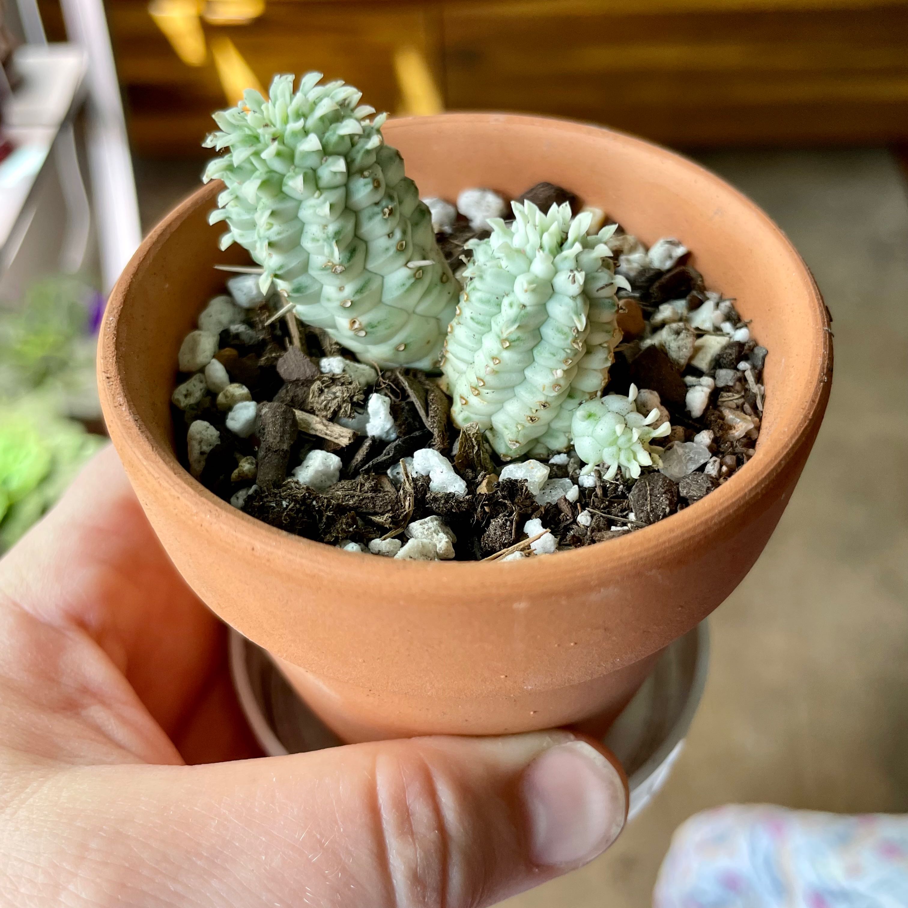 Corncob Cactus in a terracotta pot held by a hand. Soil is visible.