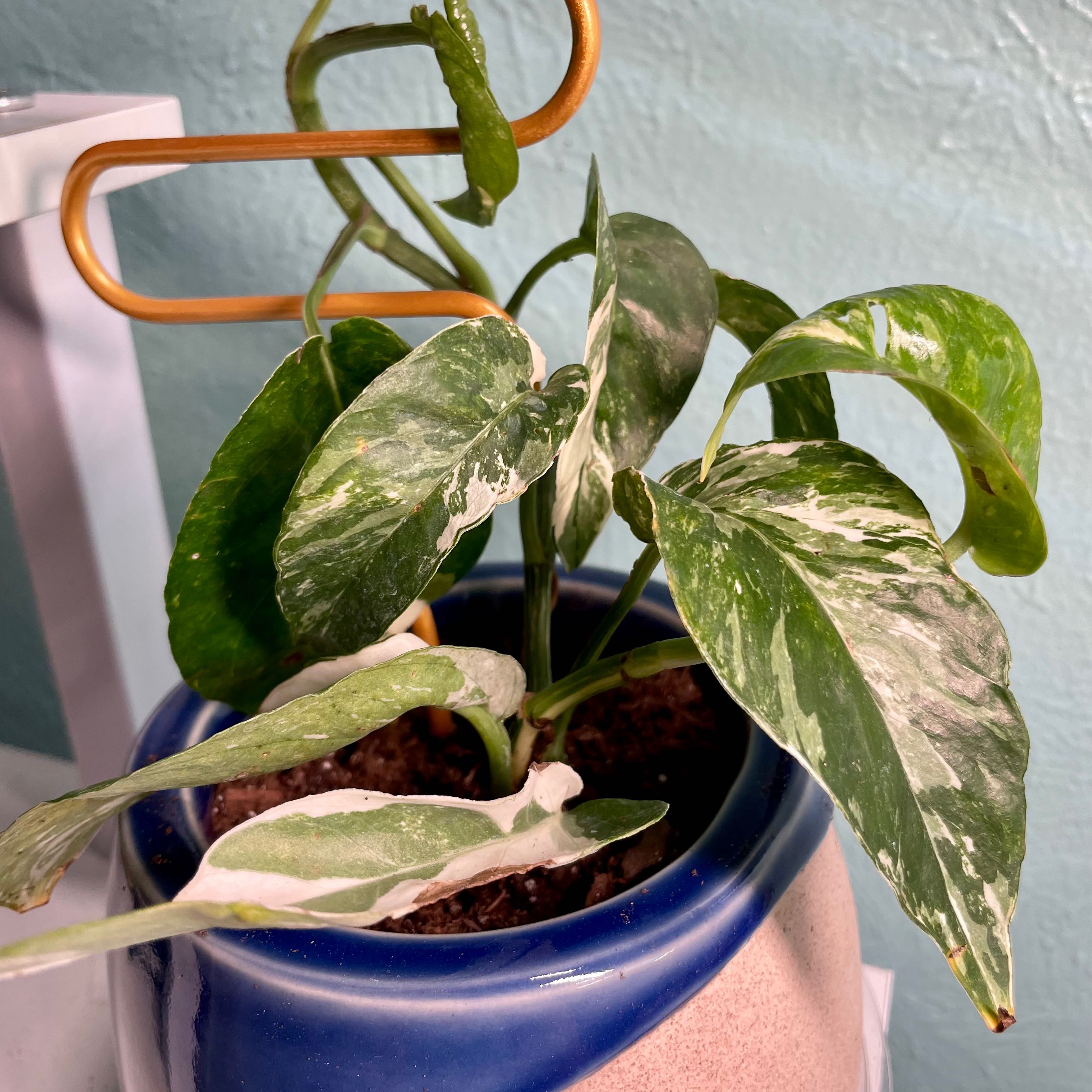 Albo Epipremnum Pinnatum plant in a pot with variegated leaves.