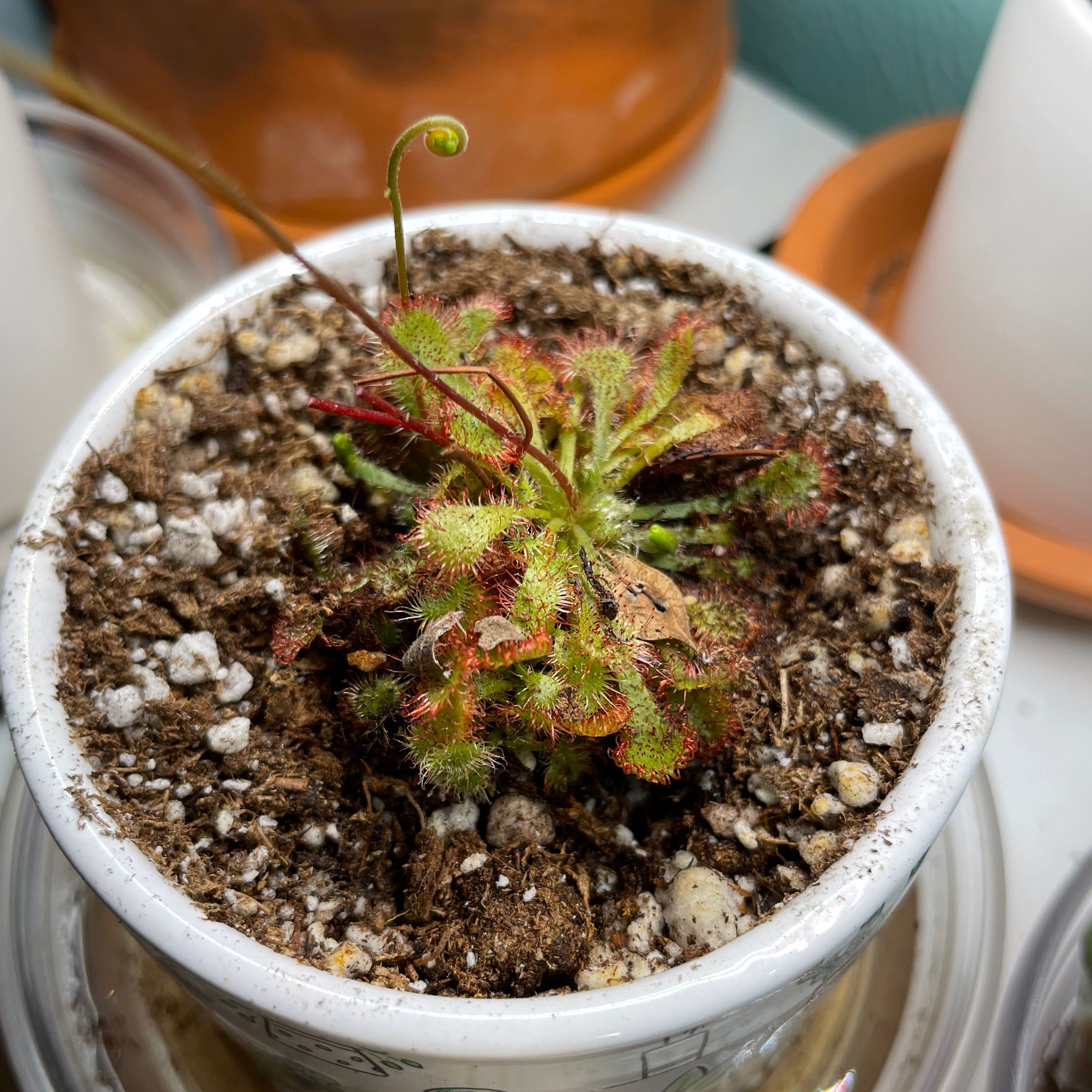 Spoon-Leaved Sundew plant in a small pot with some leaf browning and visible soil.