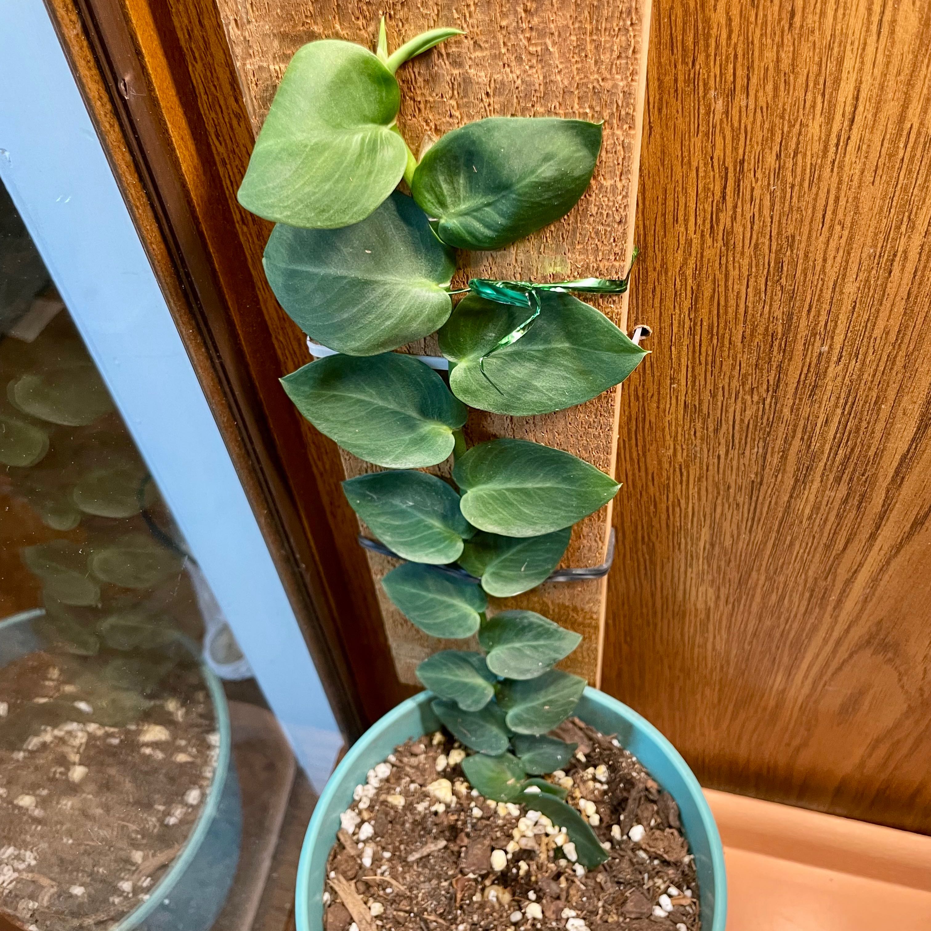 Rhaphidophora hayi plant climbing a wooden plank in a pot with visible soil.