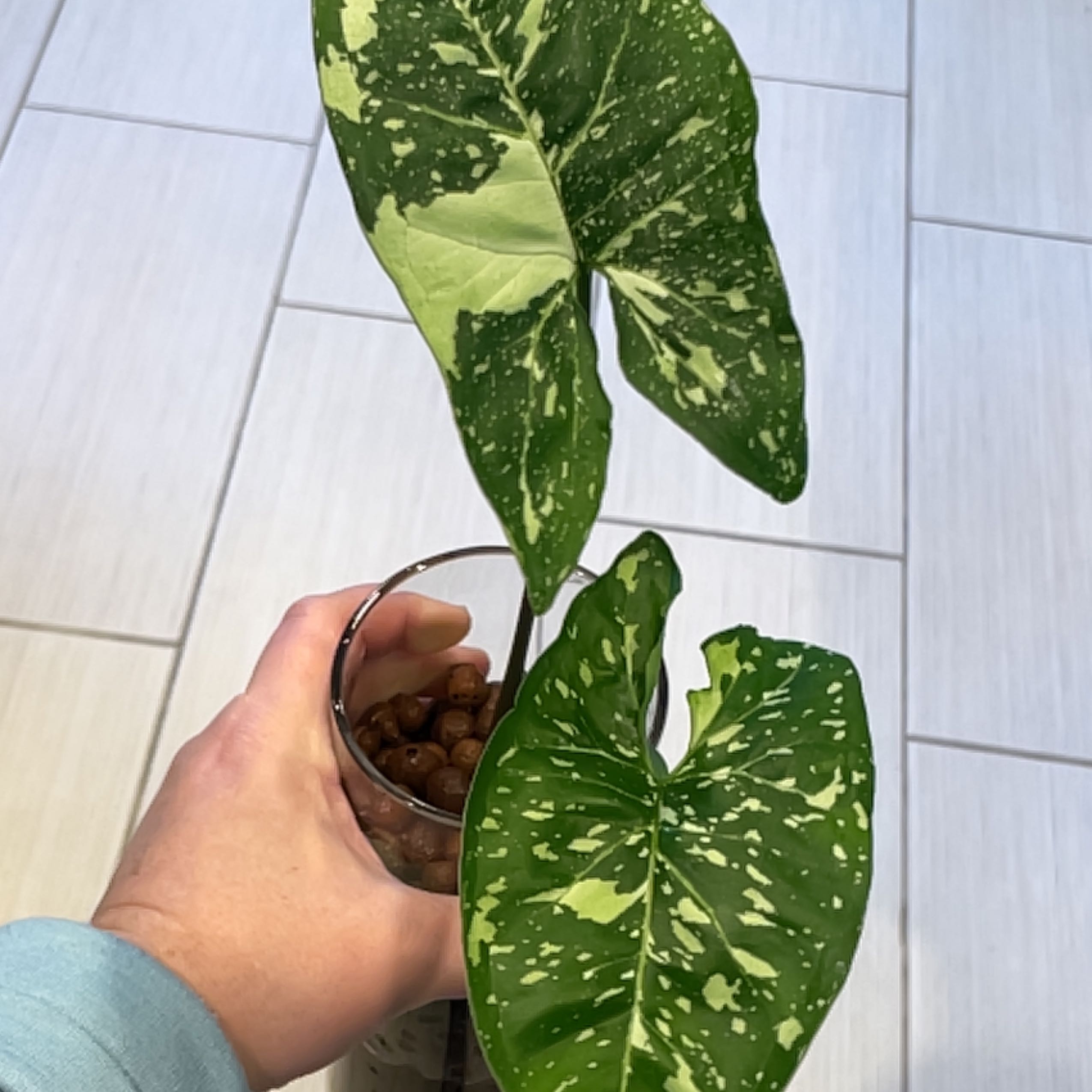 Syngonium Panda plant with variegated leaves in a glass container, held by a hand.