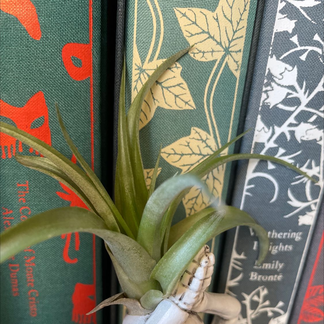 Tillandsia Juncea plant in front of books, appears healthy.