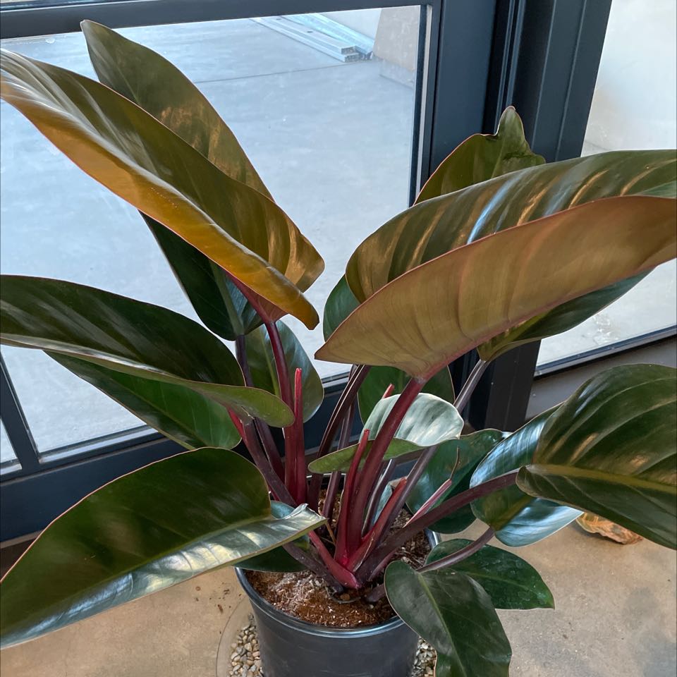 Photo of the plant species Blushing Philodendron by @UrbaneTexasash named Philo congo rojo on Greg, the plant care app