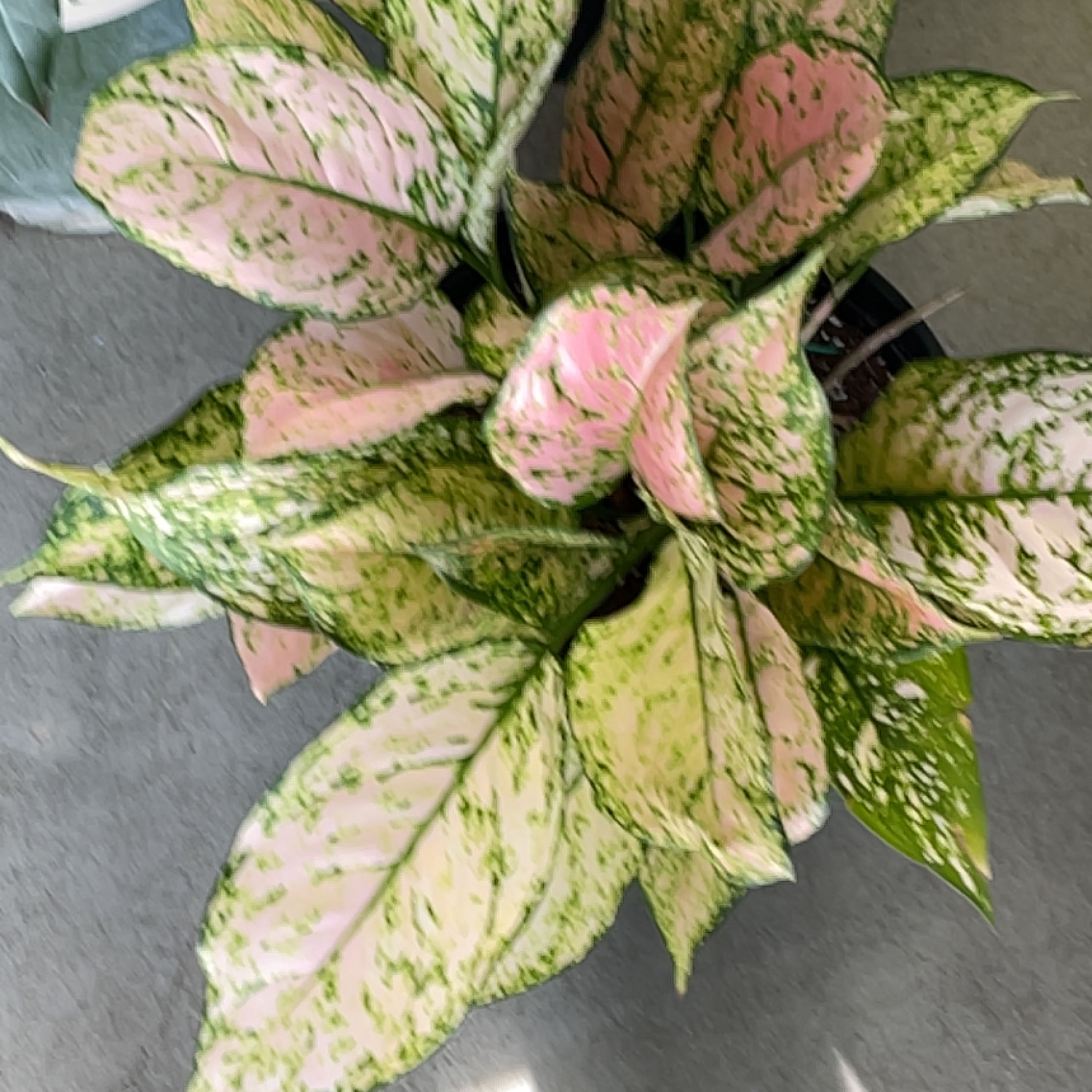 Photo of the plant species Chinese Evergreen by @UrbaneTexasash named Aglaonema Etta Rose on Greg, the plant care app