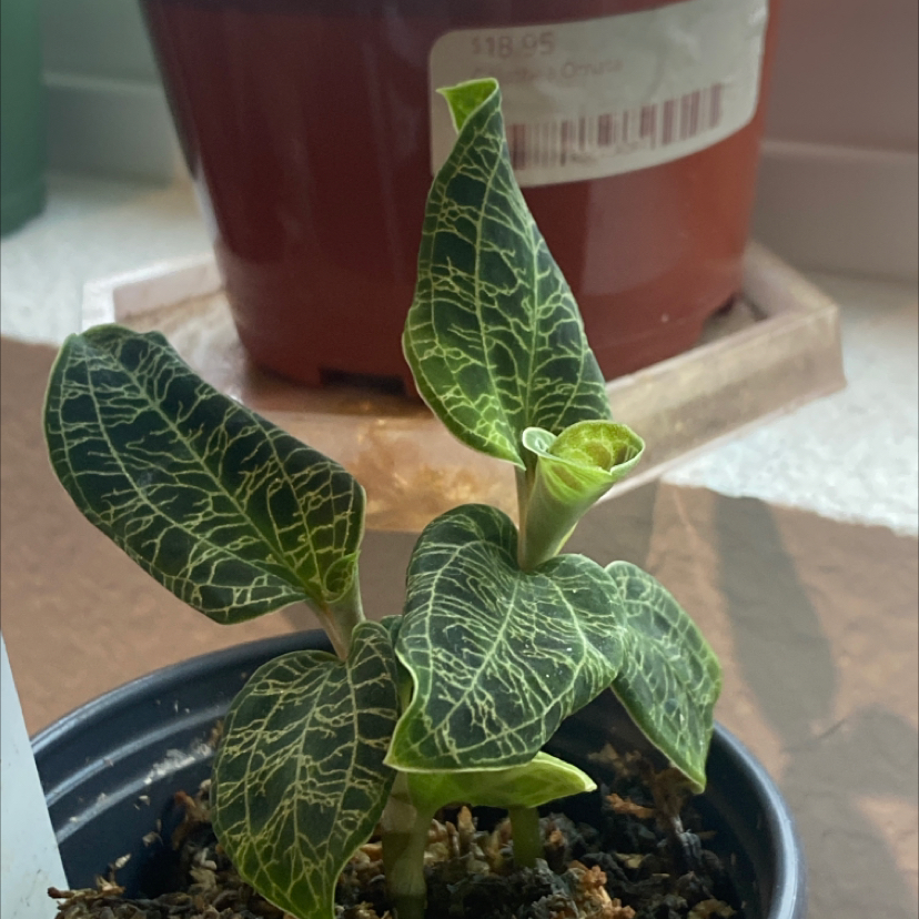 Lightning Bolt Jewel Orchid with distinct veined leaves in a pot, appearing healthy.