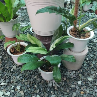 Picasso Peace Lily plant in San Fernando, Central Luzon