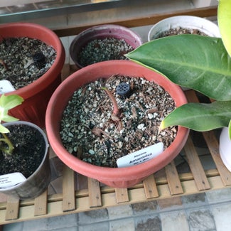 Alocasia Polly Plant plant in San Fernando, Central Luzon