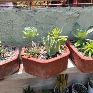 Candelabra Cactus plant in San Fernando, Central Luzon