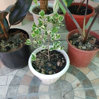 Ficus triangularis 'Variegata' plant in San Fernando, Central Luzon