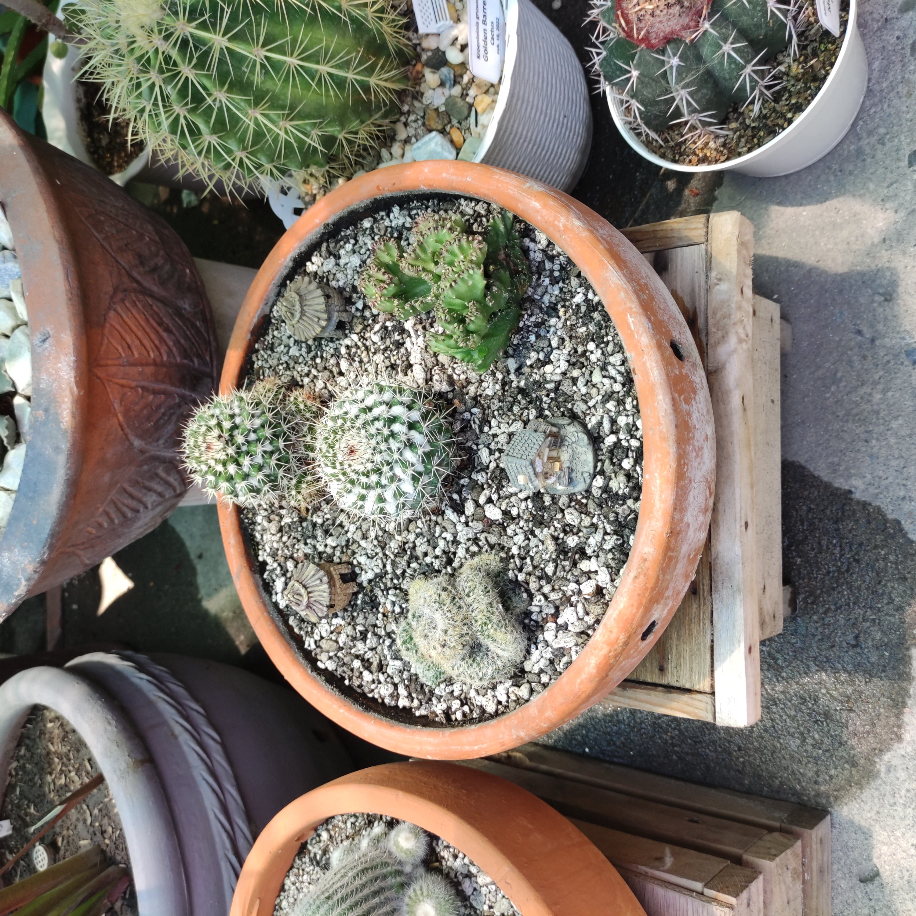 Potted Mammillaria Formosa cactus among other cacti, with visible soil.