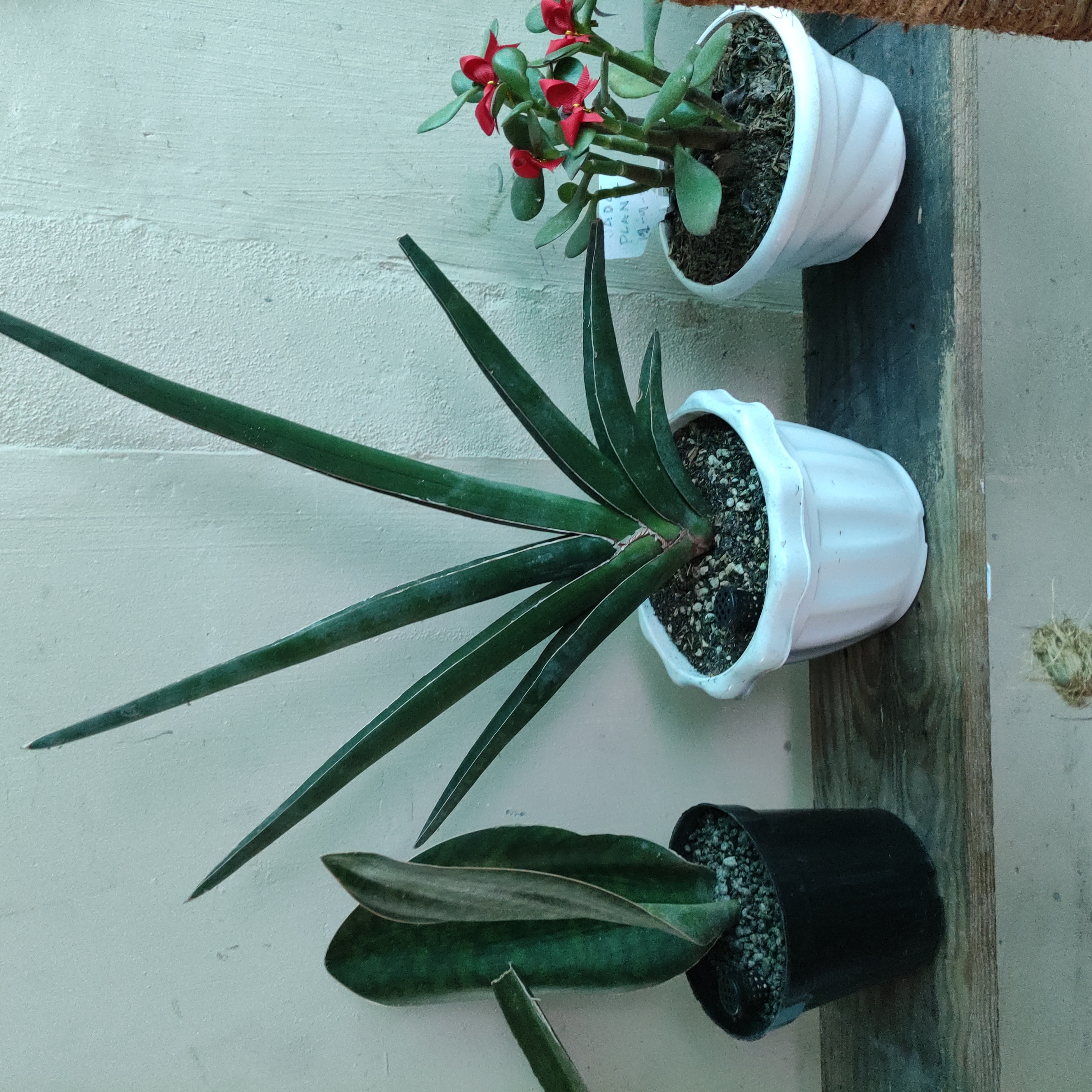 Three potted plants, with the central plant being a Blue Sansevieria. Leaves appear healthy.