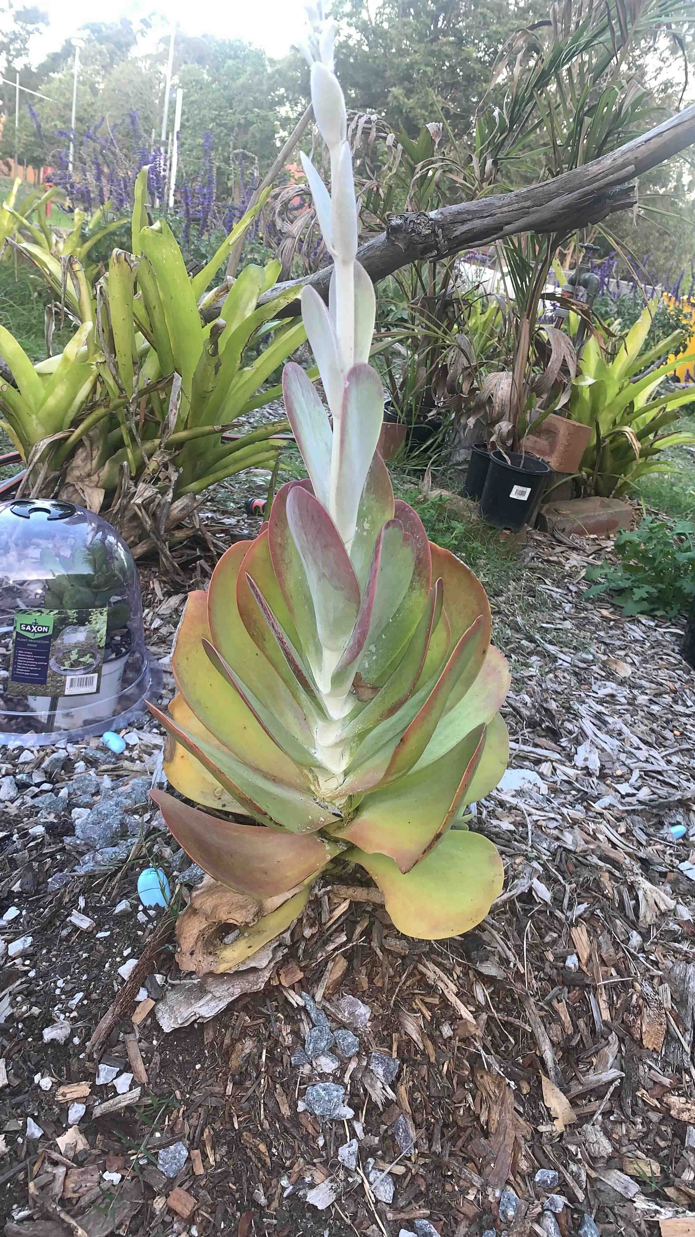 Flapjacks plant (Kalanchoe thyrsiflora) with a tall flower stalk, some yellowing and browning leaves, outdoors.