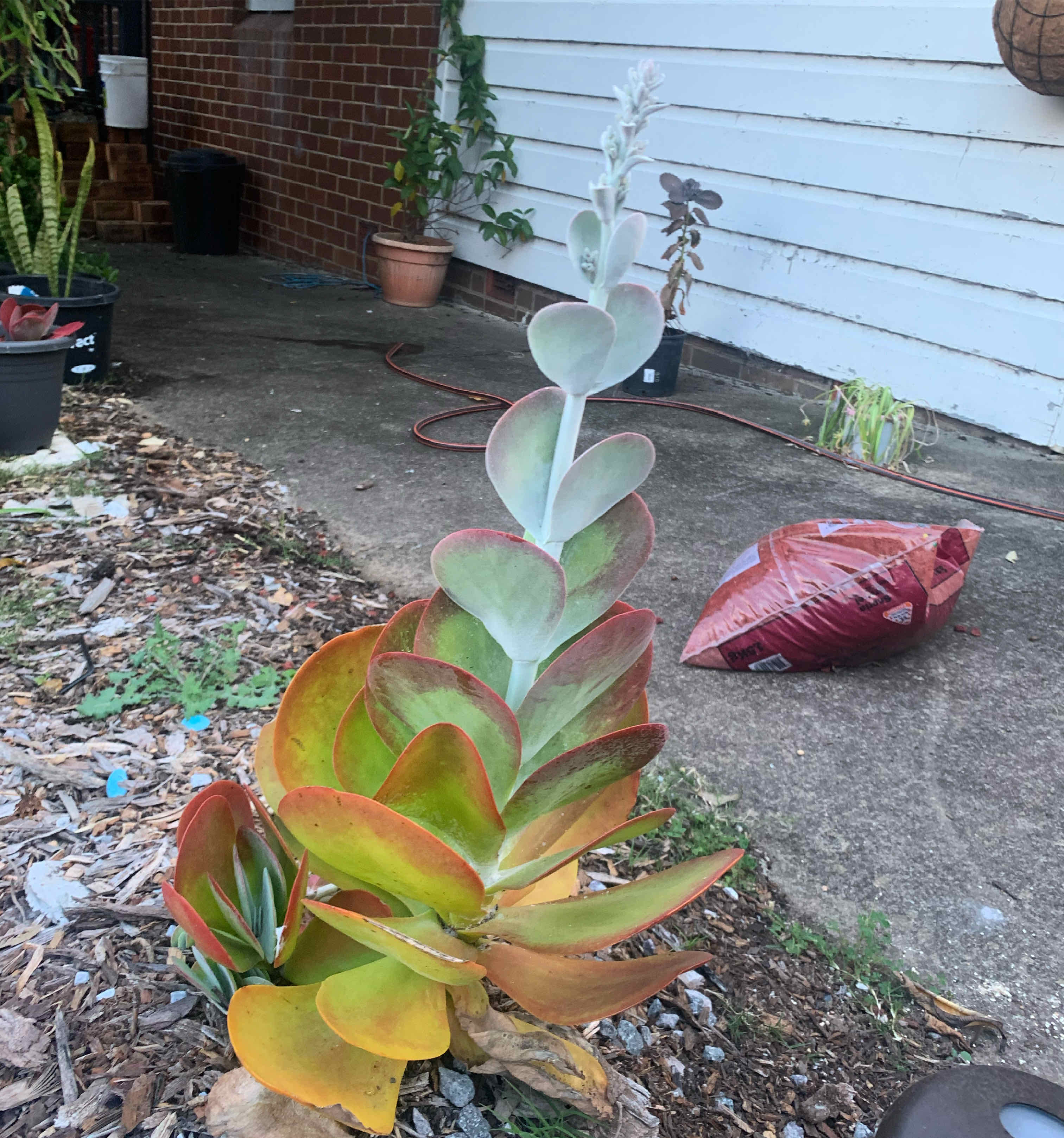Flapjacks plant (Kalanchoe thyrsiflora) with colorful leaves in an outdoor setting.