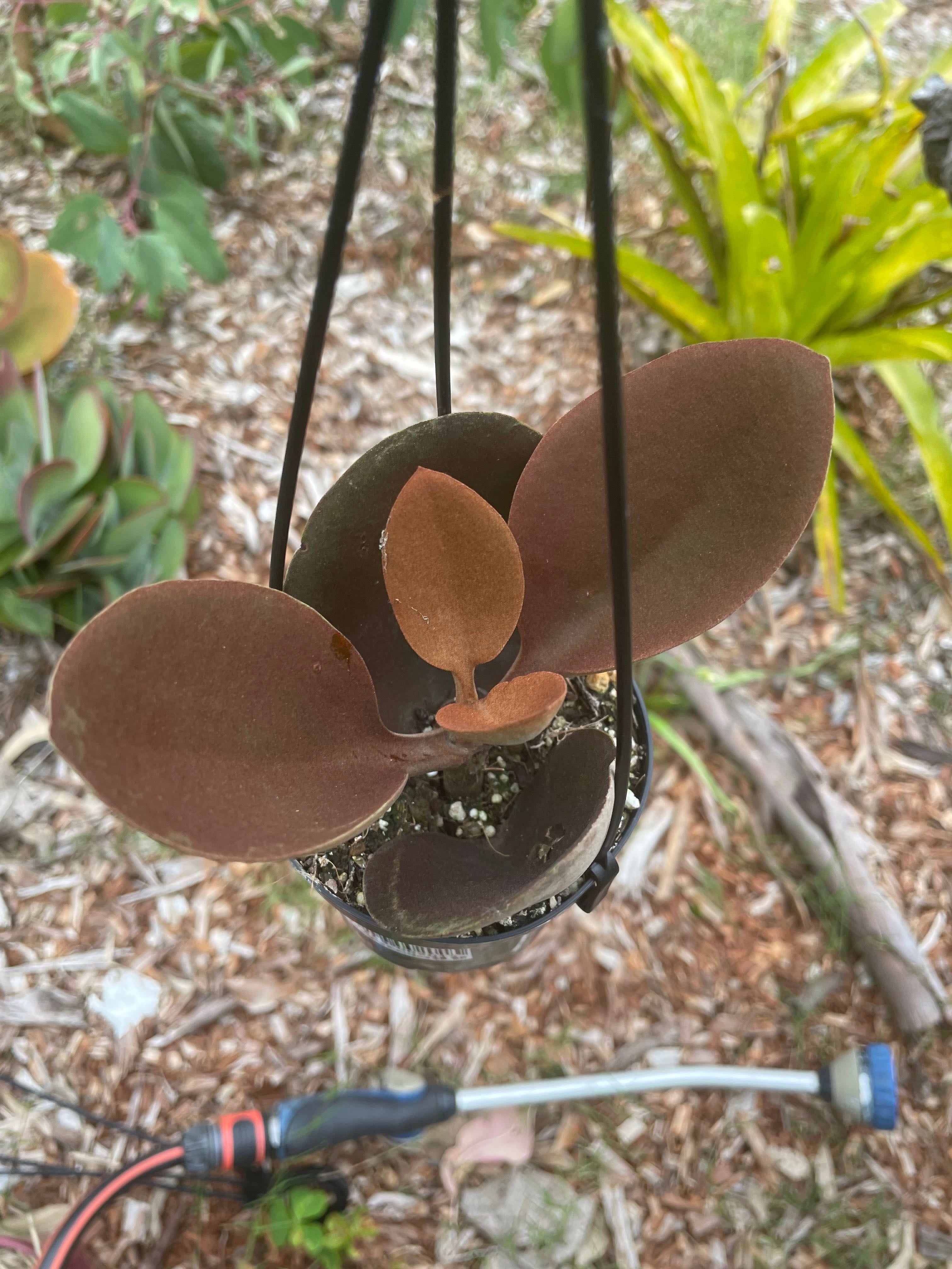 Copper Spoons Plant Care Water, Light, Nutrients Greg App 🌱