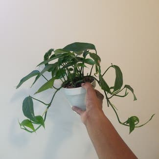 Baltic Blue Pothos plant in Yonkers, New York