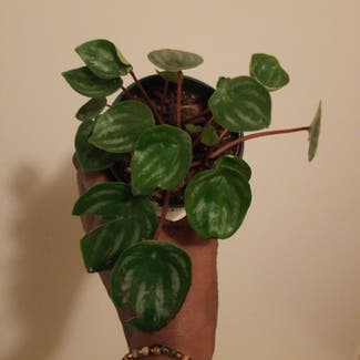 Watermelon Peperomia plant in Yonkers, New York