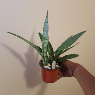 Snake Plant Silver Queen plant in Yonkers, New York