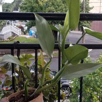 Silver Sword Philodendron plant in Yonkers, New York
